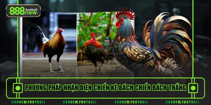 Phương pháp nhận diện chiến kê bách chiến bách thắng