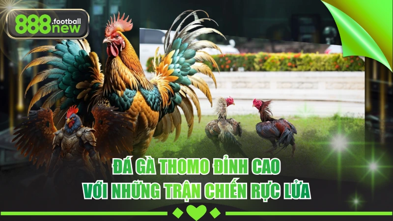 Đá Gà Thomo Đỉnh Cao Với Những Trận Chiến Rực Lửa